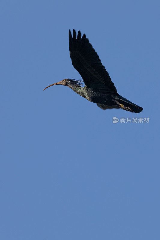 Waldrapp，又名北方秃鹮，Geronticus eremita，在晴朗的蓝天下飞翔。西班牙。